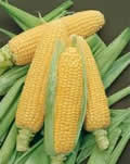 hybrid corn